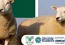 Secretaria de Agricultura e Senar promovem curso de Ovinocultura de Corte para produtores rurais