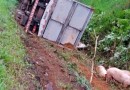 Caminhão carregado com suínos tomba na BR-282 em Pinhalzinho
