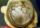 Cidade de SC vai começar a usar bactéria wolbachia no combate à dengue