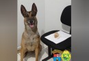 Polícia Rodoviária apreende crack e prende traficantes na PRC-280