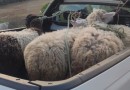 Polícia recupera ovelhas furtadas