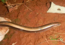 Cobras-de-vidro são resgatadas em obra na BR-163, em Dionísio Cerqueira; conheça a espécie