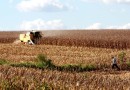 Com redução na área plantada com milho, colheita deve ser menor em 2024