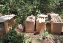 Rinha de galos é denunciada e polícia encontra 27 animais