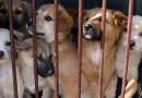 Abandono e controle de animais