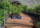 Semana do Meio Ambiente: Educação e sustentabilidade em ação