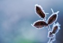 Massa de ar frio derruba temperaturas a partir desta segunda-feira em SC