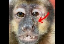Macaco é resgatado  pela PMA com chumbinhos na cabeça disparados por arma de fogo
