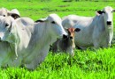 Coreia do Sul fará avaliação cuidadosa na produção de bovinos e suínos do Brasil
