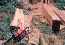 Homem natural de Clevelândia/PR, é preso em flagrante por extração ilegal de madeira