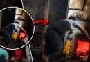 Neto pula em forno de cremação durante despedida da avó na Índia