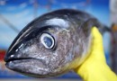 Saúde orienta sobre cuidados ao escolher o pescado neste período de maior consumo