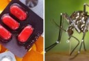 Posso tomar remédios se estiver com dengue? Confira medicamentos contraindicados