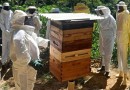 SAPE e Epagri investem na qualificação da apicultura catarinense