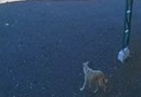 Idoso é indiciado por maus-tratos após abandonar cachorro em área isolada