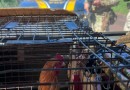 Motorista usa galinhas para tentar ocultar transporte de drogas e é preso na BR-369