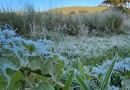 SC registra primeira temperatura negativa de 2022 e geada