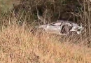 Uma pessoa morre e outra fica ferida após carro sair da pista na BR-280
