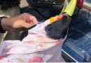 PRF resgata Tucano ferido às margens de rodovia do Oeste de SC