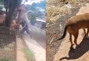 Homem é indiciado por jogar cachorro em riacho 