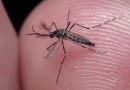 SC decreta situação de emergência pelo terceiro ano seguido após explosão de casos de dengue