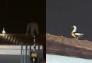 Pato 'trola' bombeiro e voa pouco antes de ser resgatado no Paraná