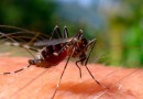 Chapecó contabiliza 85 focos de Dengue em 2023
