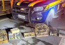 PRF localiza pássaros silvestres em porta-malas de veículo