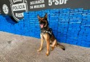 Motorista é preso com uma tonelada de maconha nos pneus do caminhão