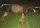 Colisão entre carro e cavalo é registrada no trevo do Centro de Eventos