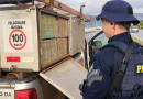 PRF localiza grande quantidade de maconha em veículos adesivados de companhia elétrica paranaense na BR-101