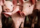 Santa Catarina amplia exportações de carne suína no primeiro trimestre de 2023