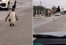 Pinguim aparece andando em rua durante onda de frio