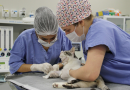 Mestrado em Saúde, Bem-estar e Produção Animal Sustentável da UFFS oferta 12 vagas