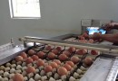 Produção de ovos cresce em Santa Catarina e fortalece atividade no agro
