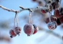 Menor temperatura do ano chega a -3,2°C em Santa Catarina
