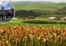 Com déficit de 6 milhões de toneladas, por que SC quer trocar milho do Centro-Oeste pelo do Paraguai