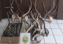 PM apreende mais de 70 cabeças e chifres de cervo e antílopes