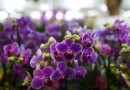 Primavera começa hoje (22), com a chegada de frente fria