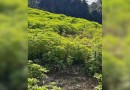 Polícia flagra 138 mil pés de maconha sendo cultivados em terreno de propriedade rural