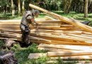 Policial Ambiental flagra retirada irregular de araucárias na Serra Catarinense