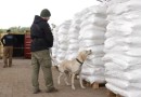 Paraguaios apreendem maior quantidade de cocaína da história do país