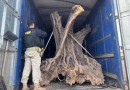 PRF apreende oliveiras centenárias contrabandeadas no Paraná