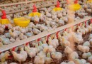 Santa Catarina registra alta de 27,8% no faturamento de exportações de carne de frango