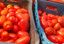 Feira da Agricultura Familiar começa nesta quinta-feira