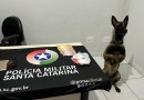 Homem é preso por tráfico após cão da PM apontar drogas em carro