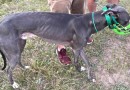 Proibição de corrida de cães é rejeitada pela Assembleia Legislativa de SC