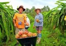 Estado vira polo de produção sustentável de pitaia