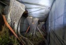 Polícia apreende carreta com oliveiras contrabandeadas da Argentina