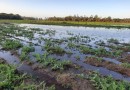Agricultura de SC registra R$ 1,6 bilhão em perdas, com quase 50 mil propriedades afetadas pelas chuvas